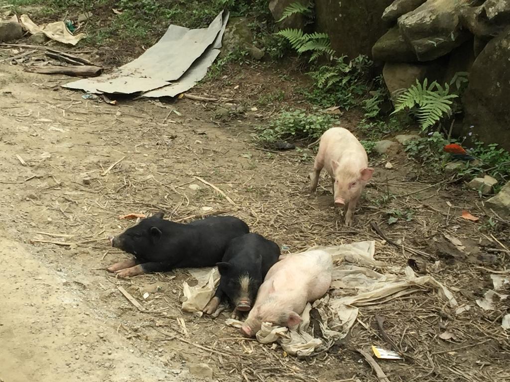 Freedom Homestay & Trekking Sa Pa Extérieur photo